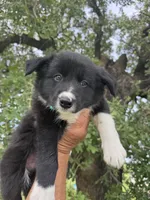 Braun, a male Border Collie for sale in Comanche, TX – 6 of 10