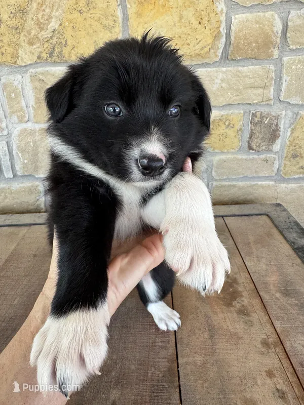 Braun – Border Collie puppy for sale in Comanche, TX