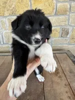 Braun, a male Border Collie for sale in Comanche, TX – 1 of 10