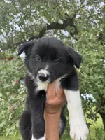 Braun, a male Border Collie for sale in Comanche, TX – 5 of 10
