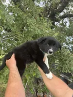 Braun, a male Border Collie for sale in Comanche, TX – 9 of 10