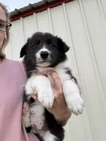 Jhett, a male Border Collie for sale in Comanche, TX – 2 of 10