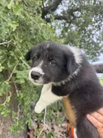 Jhett, a male Border Collie for sale in Comanche, TX – 7 of 10