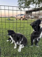 Jhett, a male Border Collie for sale in Comanche, TX – 4 of 10