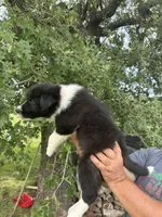 Jhett, a male Border Collie for sale in Comanche, TX – 9 of 10