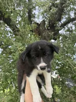 Jhett, a male Border Collie for sale in Comanche, TX – 8 of 10