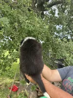 Jhett, a male Border Collie for sale in Comanche, TX – 10 of 10