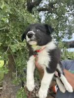 Jhett, a male Border Collie for sale in Comanche, TX – 6 of 10
