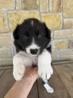 Jhett, a male Border Collie for sale in Comanche, TX – 3 of 10