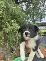 Jhett, a male Border Collie for sale in Comanche, TX – 5 of 10