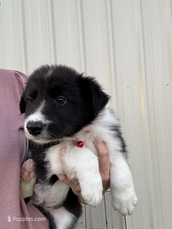 Jhett – Border Collie puppy for sale in Comanche, TX
