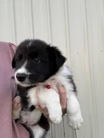 Jhett, a male Border Collie for sale in Comanche, TX – 1 of 10