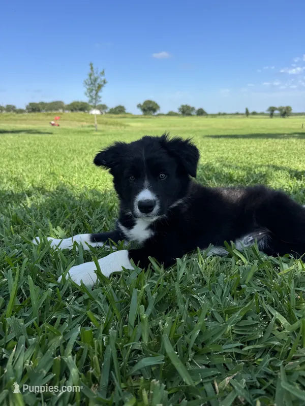 Burke – Border Collie puppy for sale in Comanche, TX