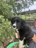Burke, a male Border Collie for sale in Comanche, TX – 7 of 9