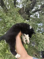 Burke, a male Border Collie for sale in Comanche, TX – 9 of 9