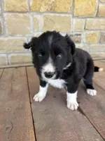 Burke, a male Border Collie for sale in Comanche, TX – 1 of 9