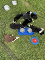 Burke, a male Border Collie for sale in Comanche, TX – 4 of 9