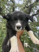 Burke, a male Border Collie for sale in Comanche, TX – 6 of 9