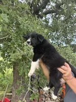 Burke, a male Border Collie for sale in Comanche, TX – 8 of 9