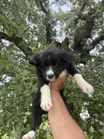 Burke, a male Border Collie for sale in Comanche, TX – 5 of 9