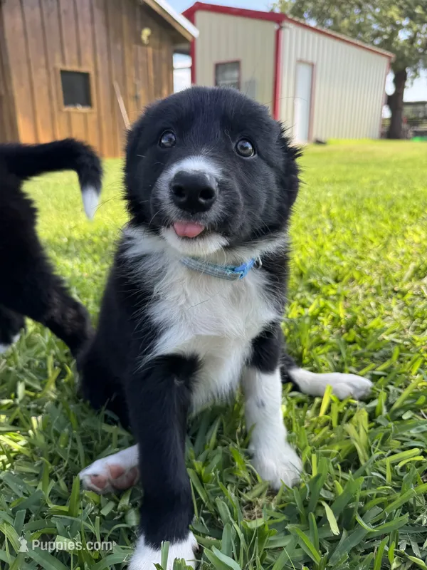 Braun – Border Collie puppy for sale in Comanche, TX