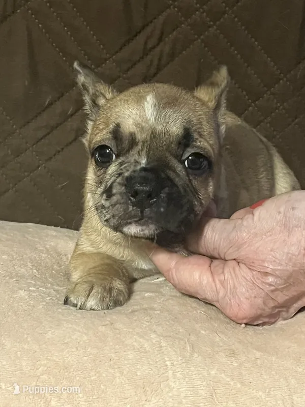 Joe – French Bulldog puppy for sale in Frankfort, OH