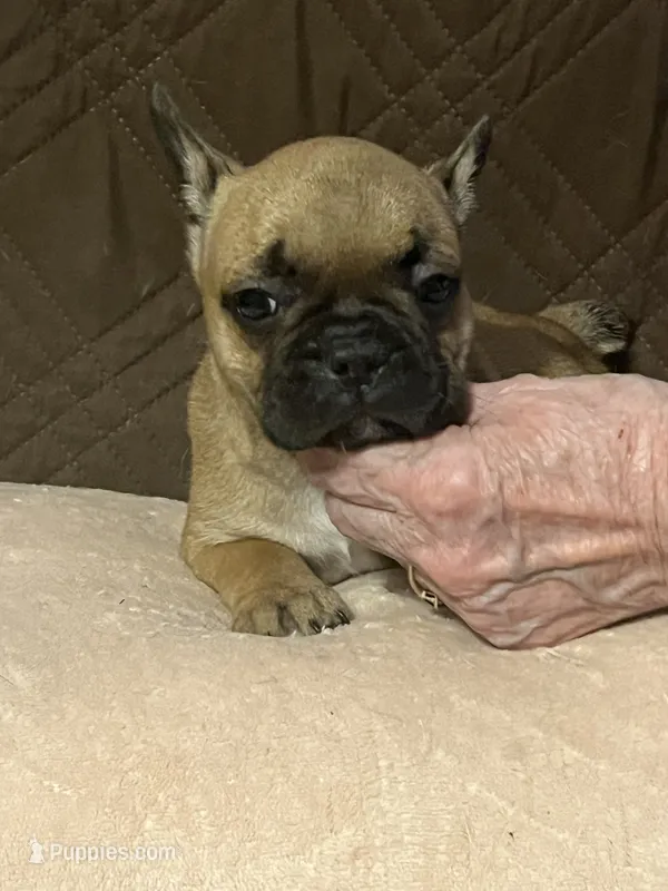 Zo – French Bulldog puppy for sale in Frankfort, OH