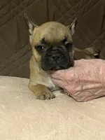 Zo, a male French Bulldog for sale in Frankfort, OH – 1 of 1