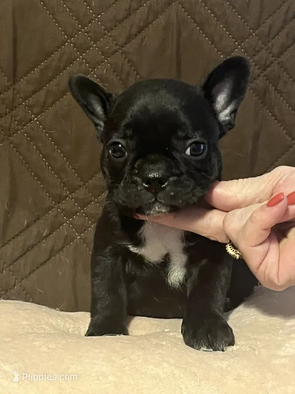 Mo – French Bulldog puppy for sale in Frankfort, OH