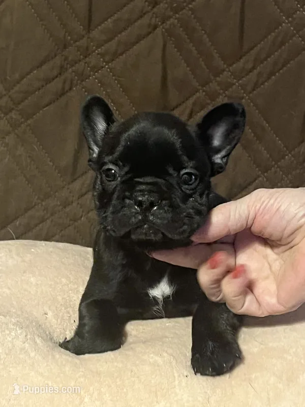 Bo – French Bulldog puppy for sale in Frankfort, OH