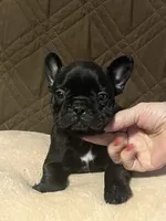 Bo, a male French Bulldog for sale in Frankfort, OH – 1 of 1