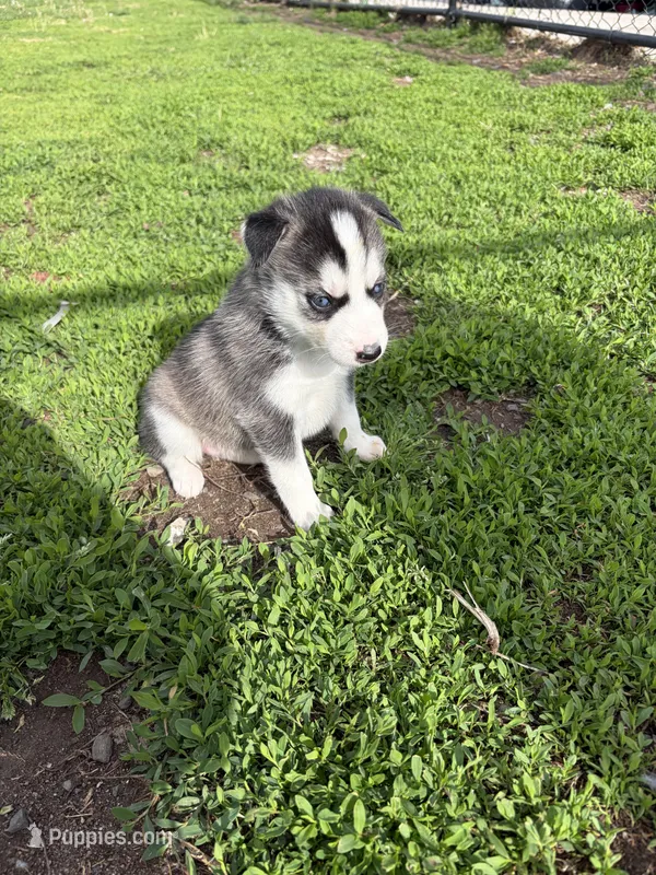 Infinity  – Siberian Husky puppy for sale in Clifton, NJ