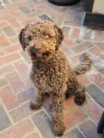Amalfi, a male Lagotto Romagnolo for sale in Agua Dulce, CA – Photo 8 of 9
