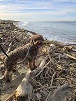 Amalfi, a male Lagotto Romagnolo for sale in Agua Dulce, CA – Photo 5 of 9