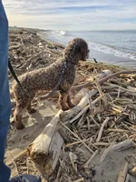 Amalfi, a male Lagotto Romagnolo for sale in Agua Dulce, CA – Photo 6 of 9