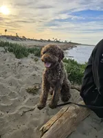 Amalfi, a male Lagotto Romagnolo for sale in Agua Dulce, CA – Photo 4 of 9