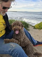 Amalfi, a male Lagotto Romagnolo for sale in Agua Dulce, CA – Photo 2 of 9