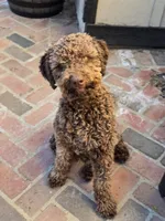 Amalfi, a male Lagotto Romagnolo for sale in Agua Dulce, CA – Photo 7 of 9