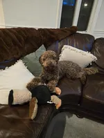 Amalfi, a male Lagotto Romagnolo for sale in Agua Dulce, CA – Photo 3 of 9