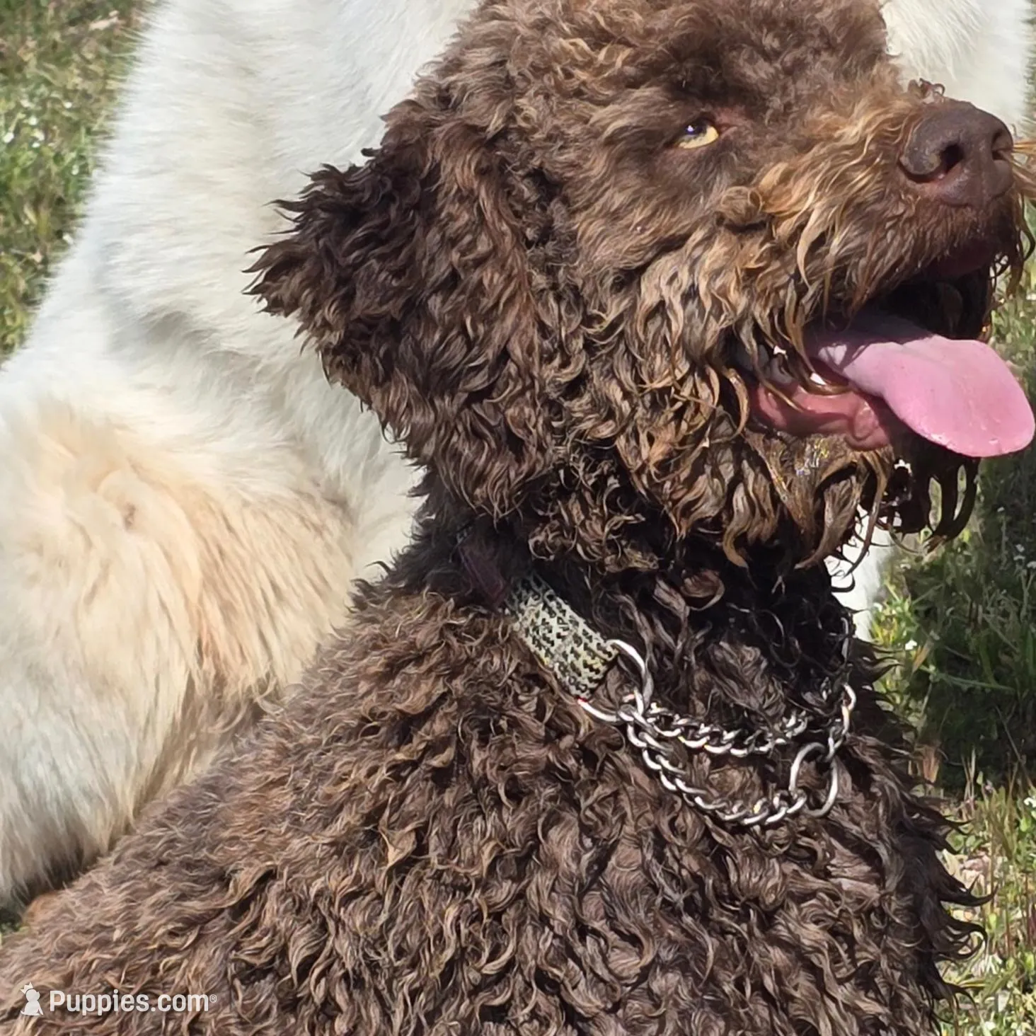 Amalfi – Lagotto Romagnolo puppy for sale in Agua Dulce, CA
