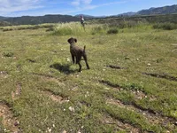 Amalfi, a male Lagotto Romagnolo for sale in Agua Dulce, CA – Photo 9 of 9