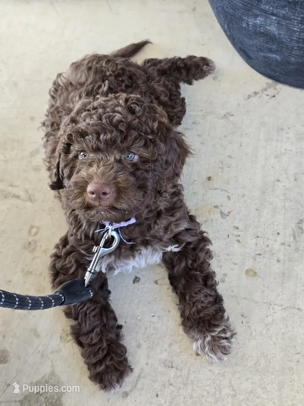 Male Lagotto pick of the litter – Lagotto Romagnolo puppy for sale in Agua Dulce, CA