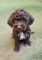 Cannoli, a male Lagotto Romagnolo for sale in Agua Dulce, CA – 3 of 5