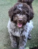 Gelato, a male Lagotto Romagnolo for sale in Agua Dulce, CA – 5 of 7