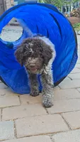 Gelato, a male Lagotto Romagnolo for sale in Agua Dulce, CA – 2 of 7