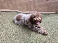 Gelato, a male Lagotto Romagnolo for sale in Agua Dulce, CA – 6 of 7