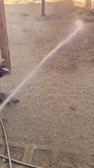 Gelato, a male Lagotto Romagnolo for sale in Agua Dulce, CA – 7 of 7