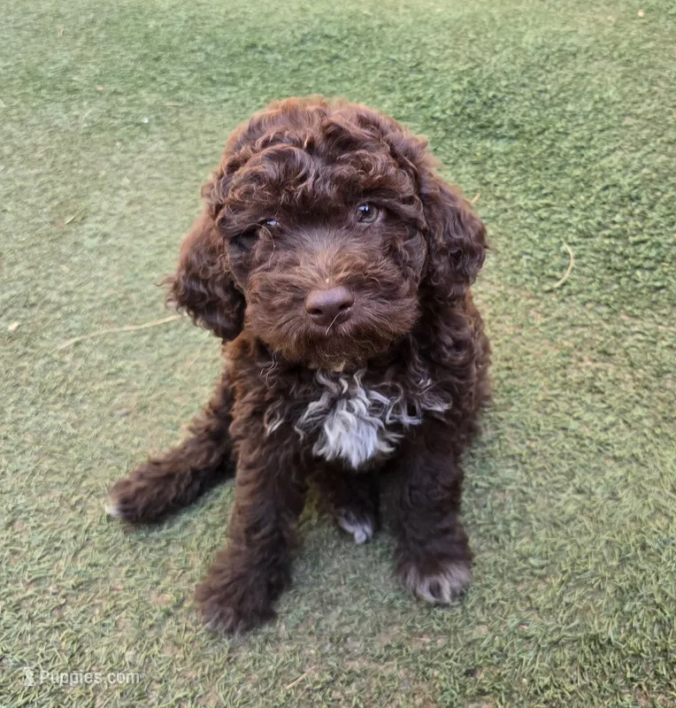Cannoli – Lagotto Romagnolo puppy for sale in Agua Dulce, CA