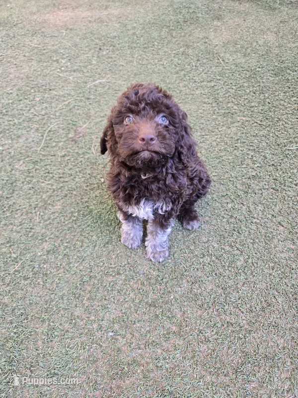 Budino – Lagotto Romagnolo puppy for sale in Agua Dulce, CA