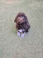 Budino, a male Lagotto Romagnolo for sale in Agua Dulce, CA – 1 of 2